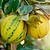 Pink Variegated Eureka Lemon Tree | Vego Garden