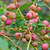 Pink Lemonade Blueberry | Vego Garden