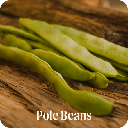 Pole Beans