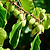 Prolific Kiwi | Vego Garden