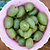 Kiwi - Prolific (Self Fertile) | Vego Garden