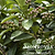 Volcano Cherry Laurel Topiary | Vego Garden