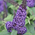 Pugster Blue® Butterfly Bush | Vego Garden