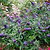 Pugster Blue® Butterfly Bush | Vego Garden