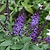 Pugster Blue® Butterfly Bush | Vego Garden