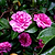 Purple Haze Camellia