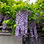 Purple Wisteria | Vego Garden