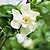 Radicans Gardenia | Vego Garden