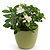 Radicans Gardenia | Vego Garden