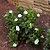 Radicans Gardenia | Vego Garden