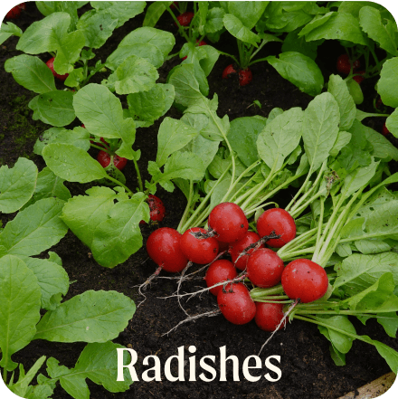 Radishes