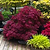 Red Dragon Japanese Maple Tree | Vego Garden