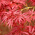 Red Dragon Japanese Maple Tree | Vego Garden
