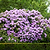 Boursault Catawba Rhododendron | Vego Garden