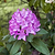 Boursault Catawba Rhododendron | Vego Garden