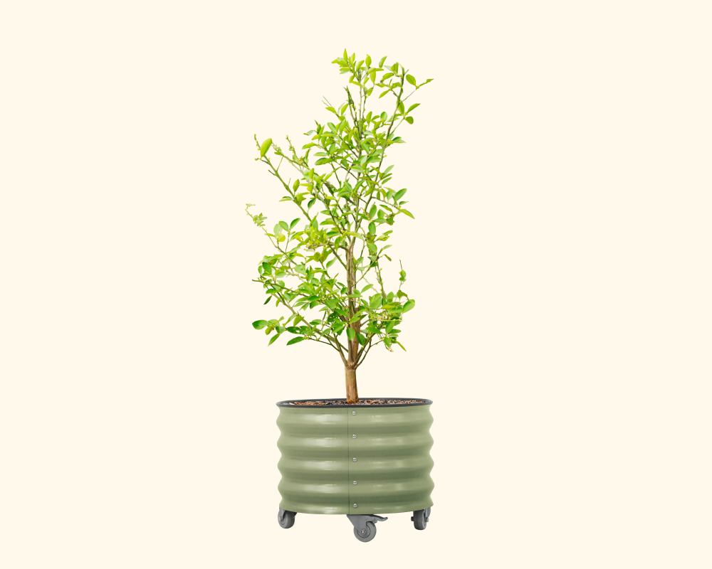Vego garden beds