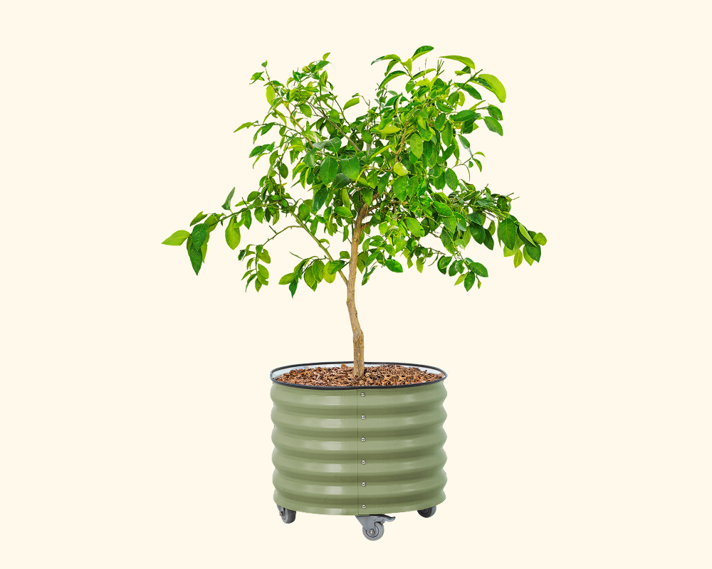 Vego garden beds