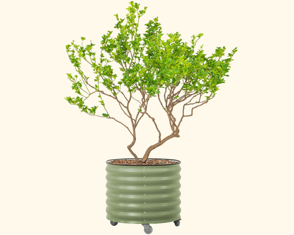 Vego garden beds