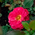 Cinnamon Hearts™ Rose