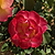 Gumball Goody™ Rose