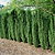 Sky Pencil Holly | Vego Garden