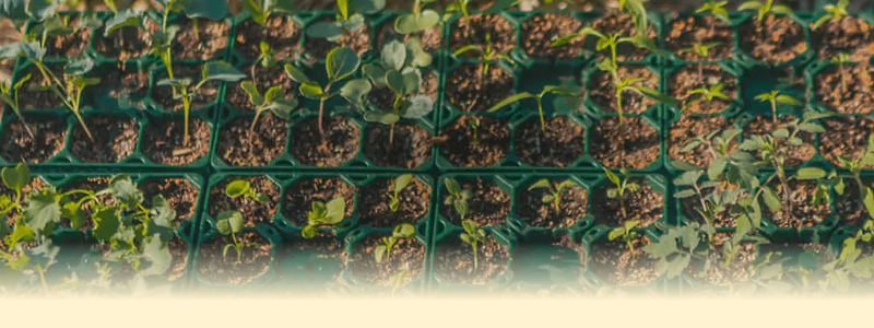 Vego garden beds