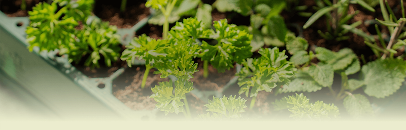 Vego garden beds