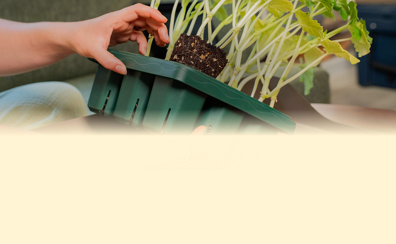 Seed Starting Made Simple