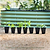 Happy Yellow French Marigold Seedlings | Vego Garden