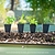 East Indian Lemongrass Seedlings I Vego Garden