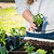Brandywine Pink Tomato Seedlings | Vego Garden