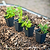 Arp Rosemary Seedlings