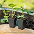 Sweet Banana Pepper Seedlings | Vego Garden
