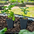 Sweet Fresh Bites Orange Pepper Seedlings | Vego Garden