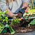 Happy Yellow French Marigold Seedlings | Vego Garden