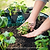 Clemson Spineless Okra Seedlings | Vego Garden