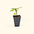 Asian Delite Eggplant Seedling