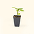 Black Beauty Eggplant Seedlings | Vego Garden