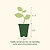 Happy Yellow French Marigold Seedlings | Vego Garden