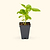 Italian Large Leaf Basil Seedling