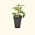 Red Velvet Tomato Seedlings | Vego Garden