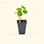 Jewel Mix Nasturtium Seedlings | Vego Garden