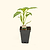 Sweet Fresh Bites Orange Pepper Seedlings | Vego Garden