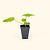 Yellow Crookneck Squash Seedlings | Vego Garden | Vego Garden