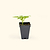 Hot Tamale Pepper Seedlings | Vego Garden