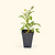Better Boy Tomato Seedlings | Vego Garden