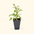 Cherokee Purple Tomato Seedlings | Vego Garden