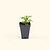 Happy Yellow French Marigold Seedlings | Vego Garden