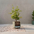 Self-Watering Rolling Citrus Tree Planter | Vego Garden