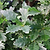 Skinny Genes® Columnar Oak Tree | Vego Garden